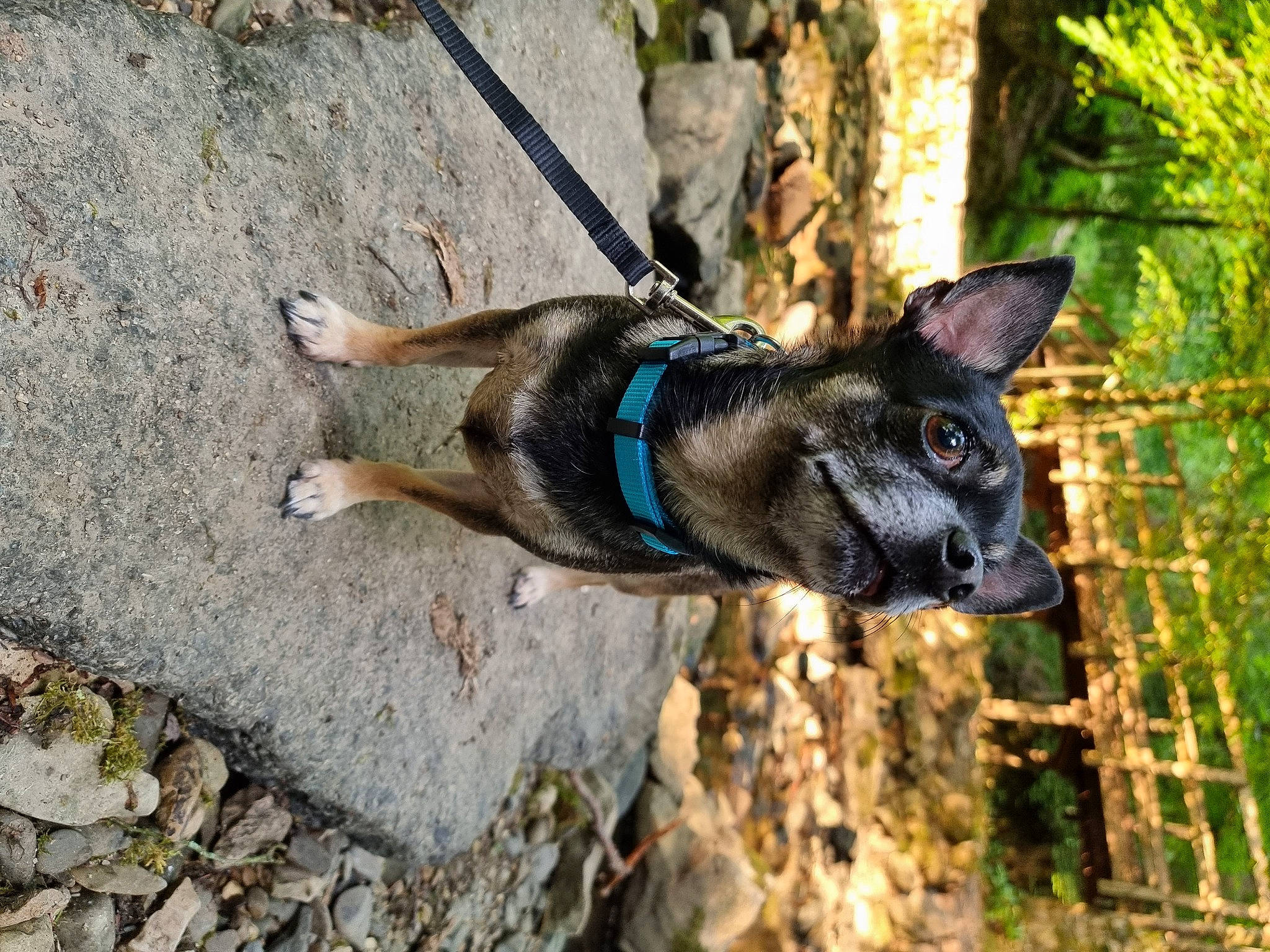 Maui is registered to the contest to win money with this photo: adventure, canidae, carnivore, collar, dog, dog_breed, dog_collar, dog_supply, electric_blue, fashion_accessory, fawn, leash, pet_supply, plant, snout, sporting_group, terrestrial_animal, tree, wildlife, working_animal