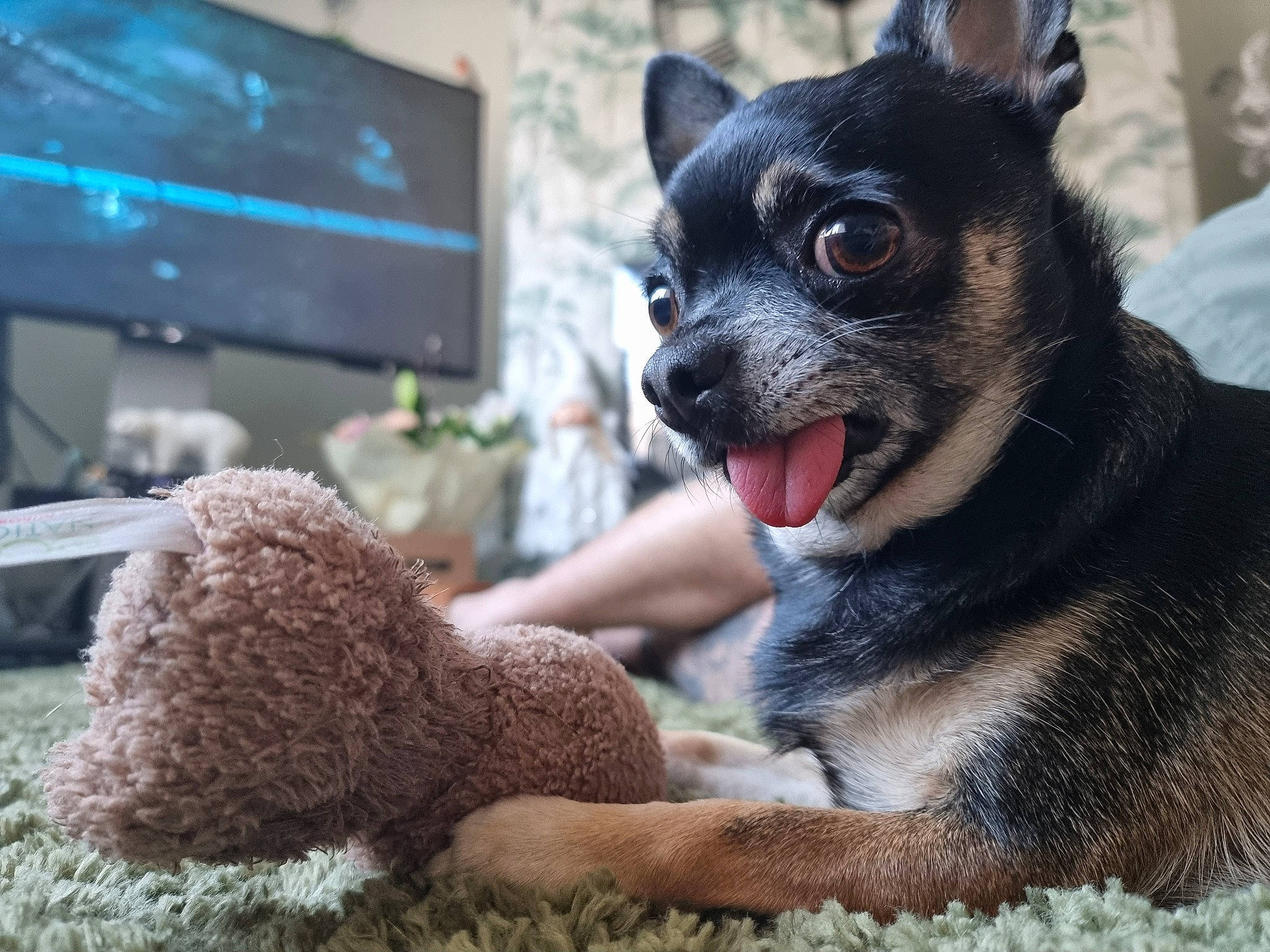 Maui joined the competition — help win amazing prizes! carnivore, chihuahua, collar, companion_dog, dog, dog_breed, dog_supply, fawn, fur, mammal, plant, snout, stuffed_toy, television, terrestrial_animal, toy, toy_dog, vertebrate, whiskers, working_animal