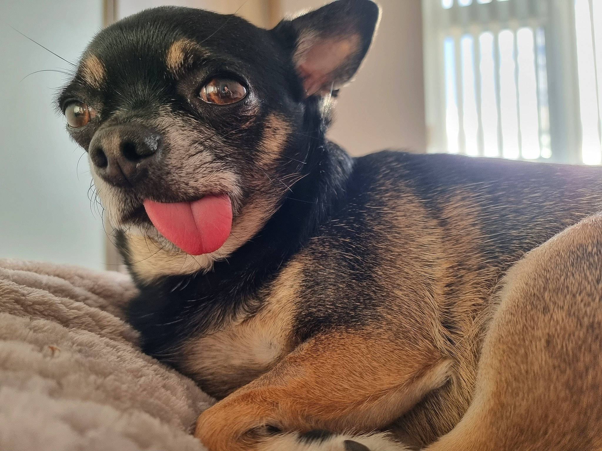 Maui is registered to the contest to win money with this photo: canidae, carnivore, collar, companion_dog, dog, dog_breed, ear, eye, fawn, fur, jaw, paw, sporting_group, terrestrial_animal, toy_dog, whiskers, window, window_blind, working_animal, working_dog