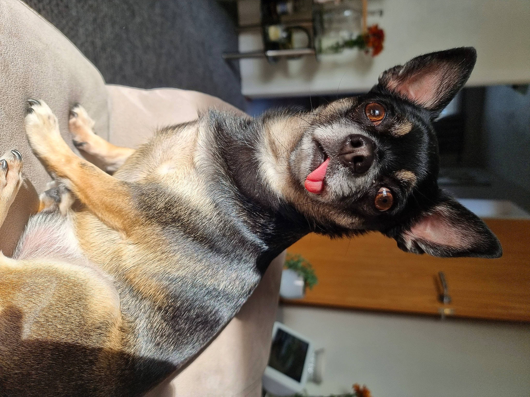 Maui is registered to the contest to win money with this photo: canidae, carnivore, collar, comfort, companion_dog, dog, dog_breed, ear, fur, grey, jaw, non_sporting_group, paw, snout, sporting_group, whiskers, working_animal, working_dog