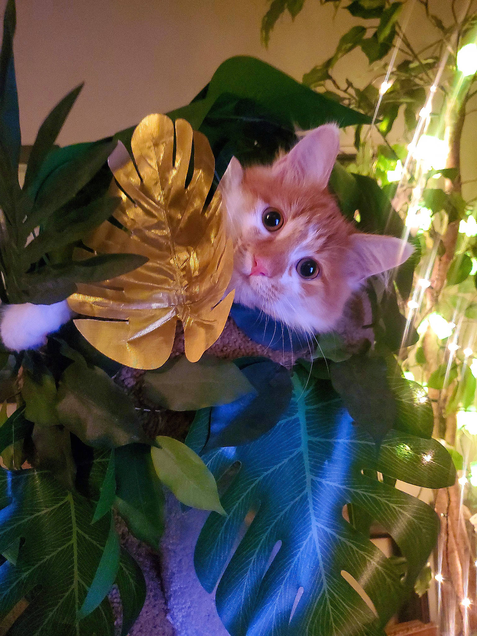 Link is registered to the contest to win money with this photo: art, branch, carnivore, cat, domestic_short_haired_cat, electric_blue, event, fawn, felidae, flower, fur, light, plant, small_to_medium_sized_cats, star, tail, tree, whiskers, wood, woody_plant