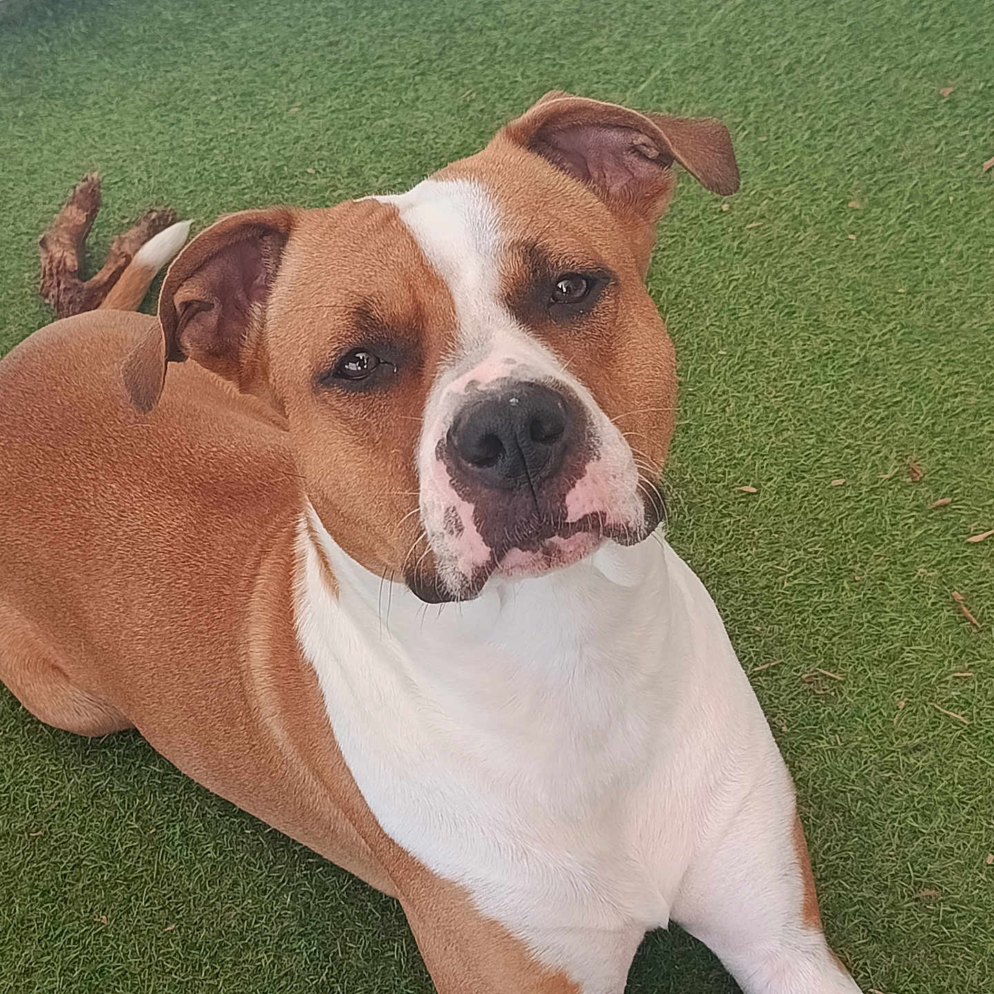 Nalla a rejoint le concours — aidez-le/la à gagner de superbes lots ! dog, brown_and_white, lying_down, artificial_grass, outdoor, pet, canine, ears, snout, fur, animal, companion, relaxed, looking, face, whiskers, paw, alert, cute, friendly