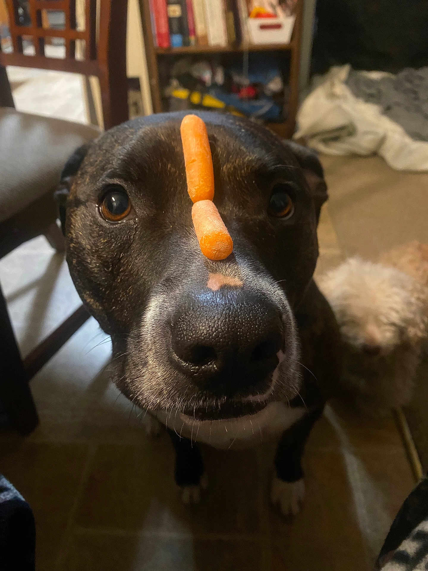 Ammo