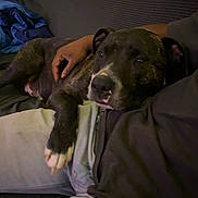 Ammo is registered to the contest to win money with this photo: dog, brindle, couch, person, lap, arm, indoor, relaxing, pet, comfort, casual, clothing, seated, furniture, companionship, resting, domestic, closeup, brown, white
