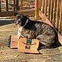 Ammo is registered to the contest to win money with this photo: dog, brindle, cardboard_box, amazon_prime, wooden_deck, outdoor, pet, animal, sunlight, fall_leaves, curious, resting, brown, black, white, fence, wood, daylight, canine, relaxed