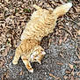 Mei-Mei joined the competition — help win amazing prizes! cat, orange_cat, fluffy, outdoor, dry_leaves, ground, stretching, pet, animal, fur, nature, lying_down, paw, cute, relaxed, whiskers, tail, grass, playful, mammal