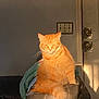 Mei-Mei joined the competition — help win amazing prizes! cat, orange_tabby, feline, indoor, sunlight, couch, leather, wall, light_switch, door, lock, pet, animal, furry, sitting, domestic, relaxed, home, shadow, window_light