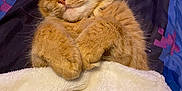 Mei-Mei joined the competition — help win amazing prizes! cat, orange_cat, sleeping, blanket, cozy, paws, fur, nap, indoor, cute, pet, resting, comfort, soft, relaxed, animal, feline, bed, tucked_in, warm