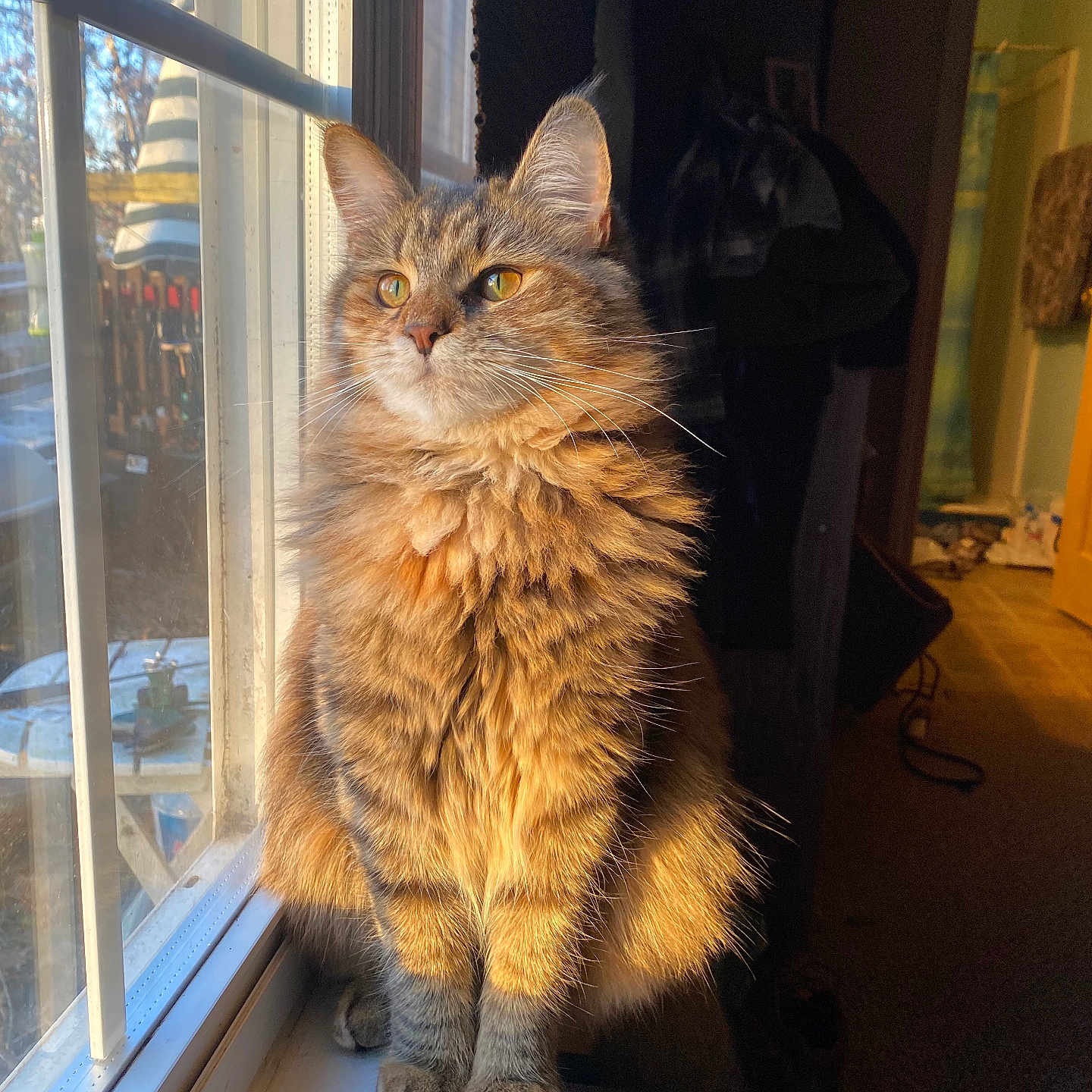 Brownie Pudge is registered to the contest to win money with this photo: animal, cat, contemplative, cozy, domestic, ears, feline, fluffy, fur, golden_hour, indoor, natural_light, pet, portrait, shadow, sitting, sunlight, whiskers, window, windowsill
