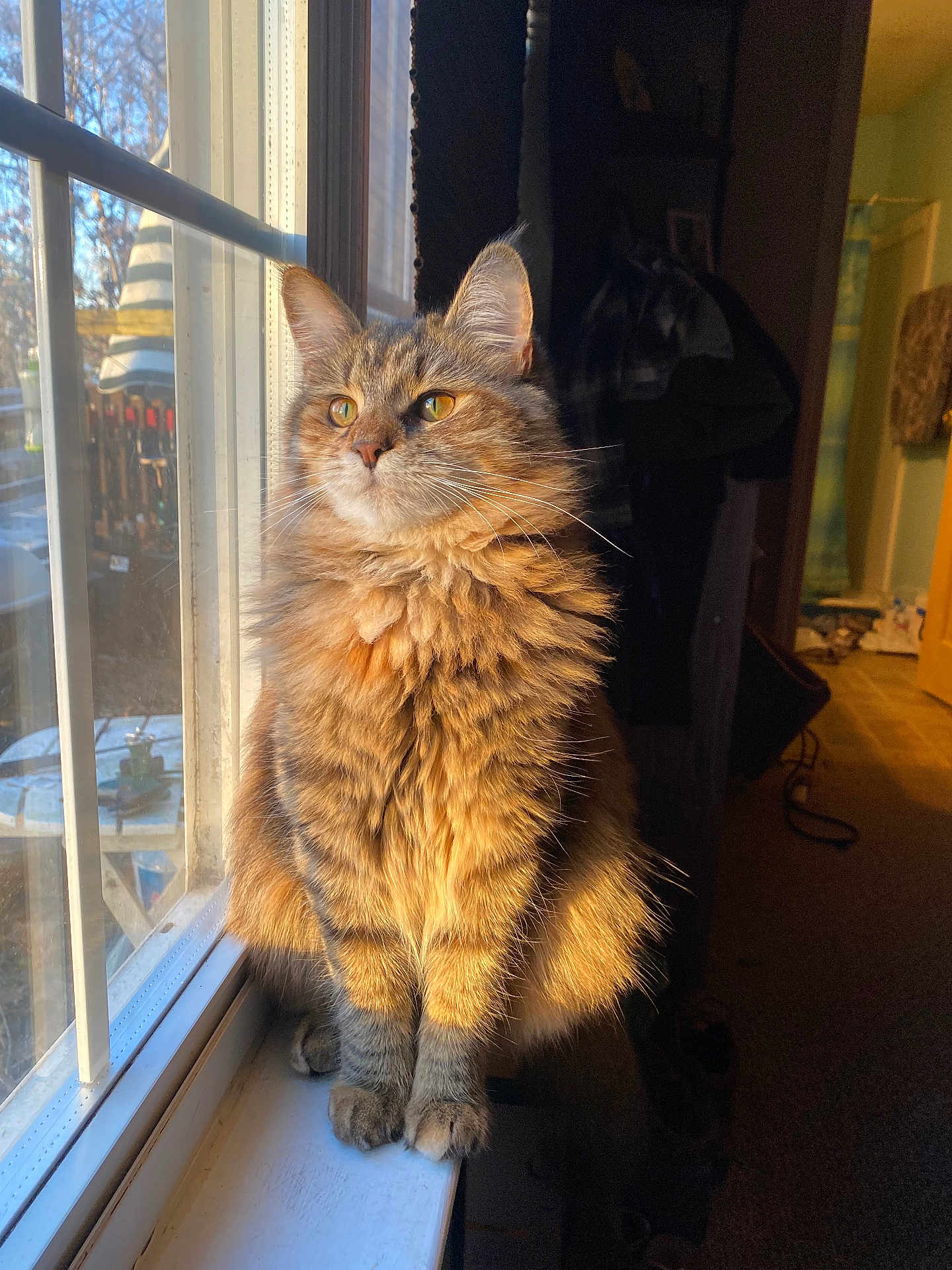 Brownie Pudge