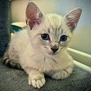 Simba joined the competition — help win amazing prizes! animal, blue_eyes, cat, closeup, cozy, curious, cute, domestic, ears, feline, fur, indoor, kitten, paw, pet, portrait, resting, soft_surface, whiskers, young