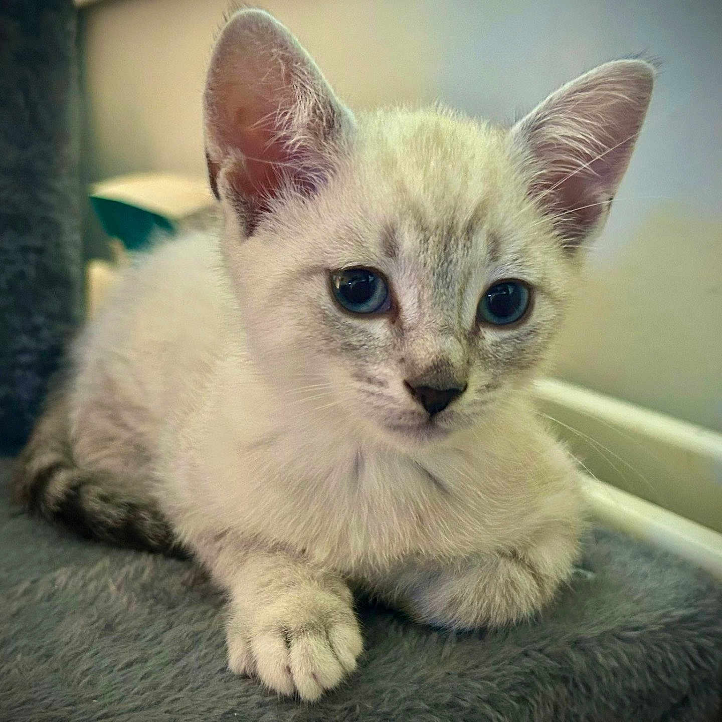 Simba joined the competition — help win amazing prizes! animal, blue_eyes, cat, closeup, cozy, curious, cute, domestic, ears, feline, fur, indoor, kitten, paw, pet, portrait, resting, soft_surface, whiskers, young