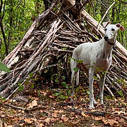 Ava a rejoint le concours — aidez-le/la à gagner de superbes lots ! dog, white_dog, animal, pet, standing, outdoors, forest, woodland, trees, nature, stick_shelter, branches, fallen_leaves, greenery, collar, portrait, wildlife, adventure, daylight, composition