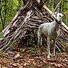 dog, white_dog, animal, pet, standing, outdoors, forest, woodland, trees, nature, stick_shelter, branches, fallen_leaves, greenery, collar, portrait, wildlife, adventure, daylight, composition