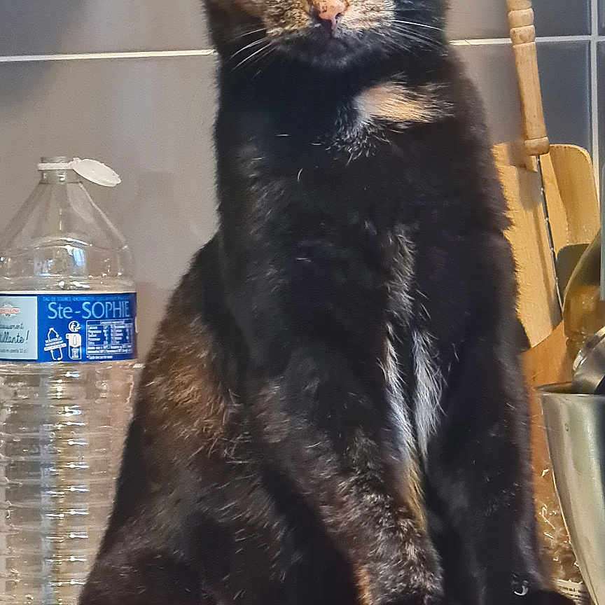 Gigi a rejoint le concours — aidez-le/la à gagner de superbes lots ! cat, tortoiseshell, pet, animal, kitchen, countertop, red_towel, water_bottle, utensils, domestic, indoor, curious, sitting, feline, fur, eyes, whiskers, household, portrait, still_life