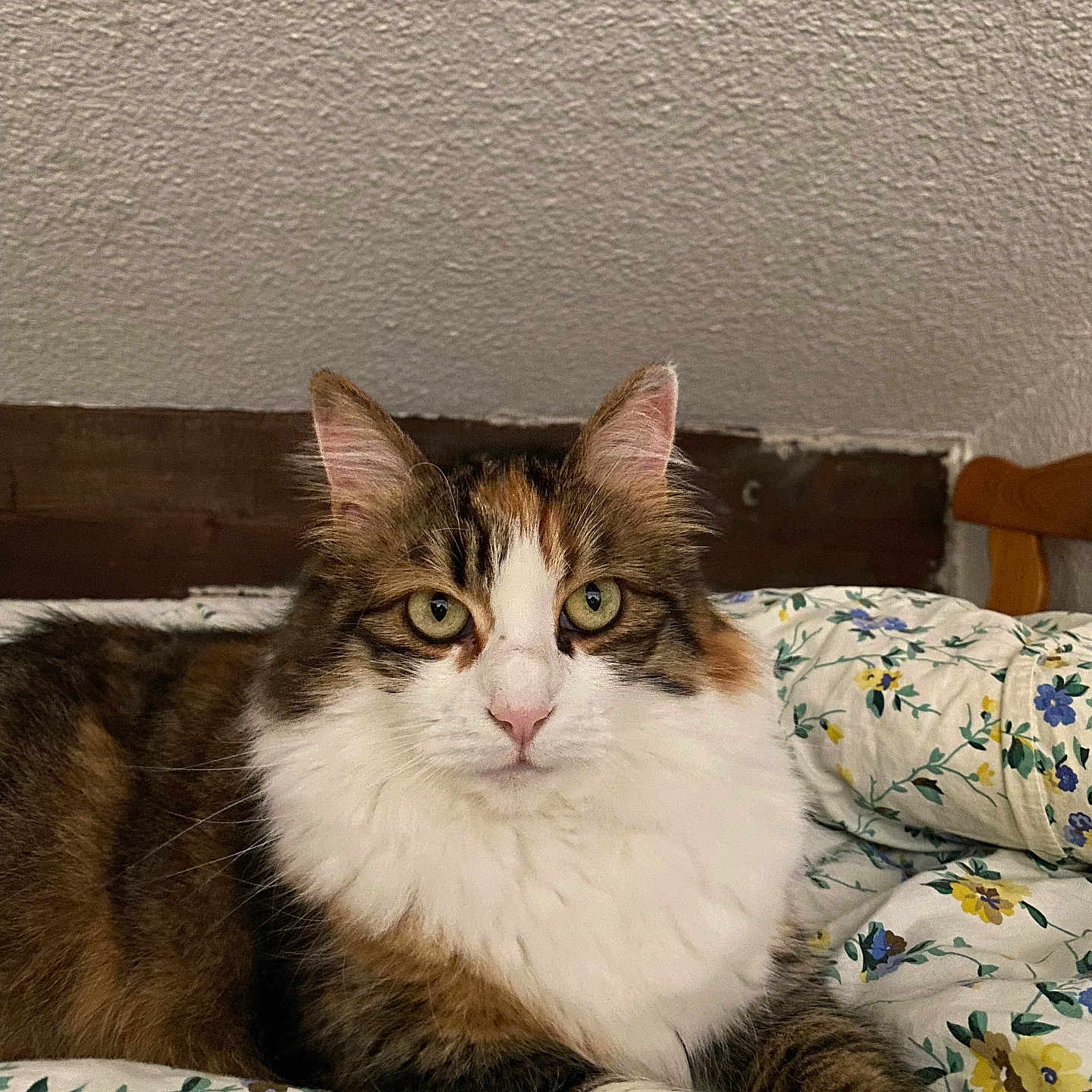 Caline participe au concours pour gagner de l'argent avec cette photo : abyssinian, angora, animal, architecture, bed, bedroom, blanket, building, cat, couch, cushion, furniture, homedecor, indoors, interiordesign, kitten, manx, pet, quilt, room