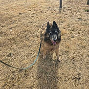 Hayden participe au concours pour gagner de l'argent avec cette photo : dog, leash, dry_grass, outdoor, sunny, happy, animal, pet, canine, nature, field, rustic, smiling, fur, ears, face, standing, daylight, ground, open_space