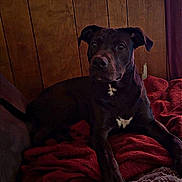 King joined the competition — help win amazing prizes! animal, black_dog, blanket, couch, cozy, dark_fur, dog, floppy_ears, front_view, home, indoors, living_room, pet, portrait, red_blanket, rustic, sitting, white_chest, white_markings, wood_paneling