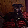 animal, black_dog, blanket, couch, cozy, dark_fur, dog, floppy_ears, front_view, home, indoors, living_room, pet, portrait, red_blanket, rustic, sitting, white_chest, white_markings, wood_paneling