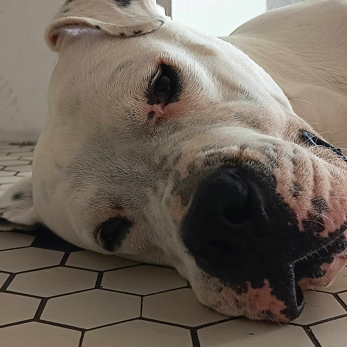 Odin