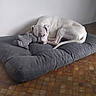 Odin participe au concours pour gagner de l'argent avec cette photo : animal, bed, canine, corner, cozy, cushion, dog, domestic, floor, fur, home, indoor, pet, quiet, relaxed, resting, sleeping, stuffed_toy, tile_floor, white_dog