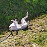 animal, canine, dog, field, grass, greenery, happy, leash, nature, outdoor, pet, playful, playtime, resting, rolling, spotted, summer, sunlight, sunny_day, white_dog