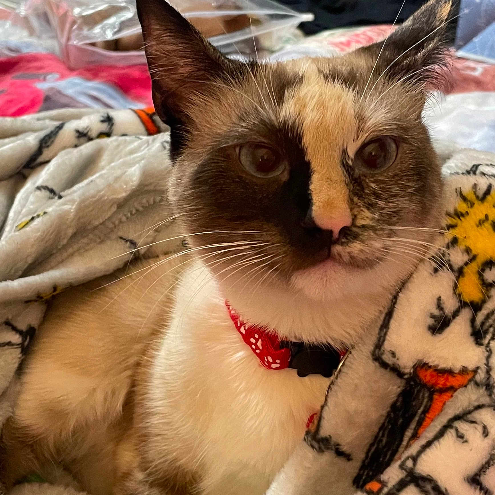 Duchess is registered to the contest to win money with this photo: cat, animal, pet, feline, collar, blanket, indoor, closeup, face, whiskers, fur, resting, cute, comfortable, soft, pattern, brown, white, relaxed, eyes