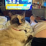 Duchess is registered to the contest to win money with this photo: bandage, bed, blanket, cat, closeup, collar, couch, furniture, home, indoor, leg, living_room, news, person, pet, relaxing, resting, siamese_cat, television, whiskers