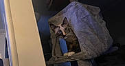 Duchess is registered to the contest to win money with this photo: animal, cat, cat_tree, comfortable, cozy, curious, cute, dark, face, feline, furniture, furry, home, indoor, looking, markings, paws, pet, resting, whiskers