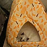 Duchess is registered to the contest to win money with this photo: cat, pet, animal, tent, cozy, indoor, orange, white_cat, ears, cute, resting, feline, home, carpet, fabric, pattern, triangular_opening, soft, small, curious