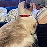 bedroom, blanket, casual, cat, collar, comfort, domestic, fluffy, foot, fur, furniture, home, indoor, knee_bandage, lap, person, pet, relaxation, resting, soft_lighting