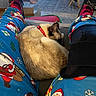 Duchess is registered to the contest to win money with this photo: cat, cat_collar, cozy, furniture, holiday_theme, home, indoor, legs, living_room, pajamas, person, pet, red_collar, relaxation, resting, rug, santa_claus, sleeping, slippers, tile_floor