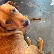 Ruger is registered to the contest to win money with this photo: animal, brown_dog, canine, chew_treat, close_up, companion, concrete_floor, curious, cute, dog, domestic_animal, floor, fur, indoor, looking_back, paw, pet, playful, resting, tongue_out