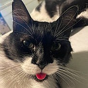 Fluffy is registered to the contest to win money with this photo: cat, black_and_white, tongue_out, close_up, whiskers, indoor, pet, feline, cute, animal, face, ears, fur, domestic, curious, lying_down, blurred_background, soft_light, two_cats, playful