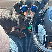 Brandi is registered to the contest to win money with this photo: dog, sunglasses, car, driver_seat, steering_wheel, pet, black_dog, brown_markings, collar, dog_tag, seated, portrait, indoor, vehicle, funny, fashionable, blue_lenses, sunlight, close_up, automotive_interior
