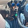 dog, sunglasses, car, driver_seat, steering_wheel, pet, black_dog, brown_markings, collar, dog_tag, seated, portrait, indoor, vehicle, funny, fashionable, blue_lenses, sunlight, close_up, automotive_interior
