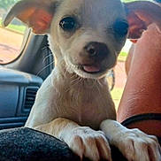 Sir Charles Earp joined the competition — help win amazing prizes! puppy, dog, animal, pet, cute, small_dog, car_interior, ears, tongue, closeup, portrait, window, outdoor, blurred_background, paw, nose, whiskers, light, shadow, curious