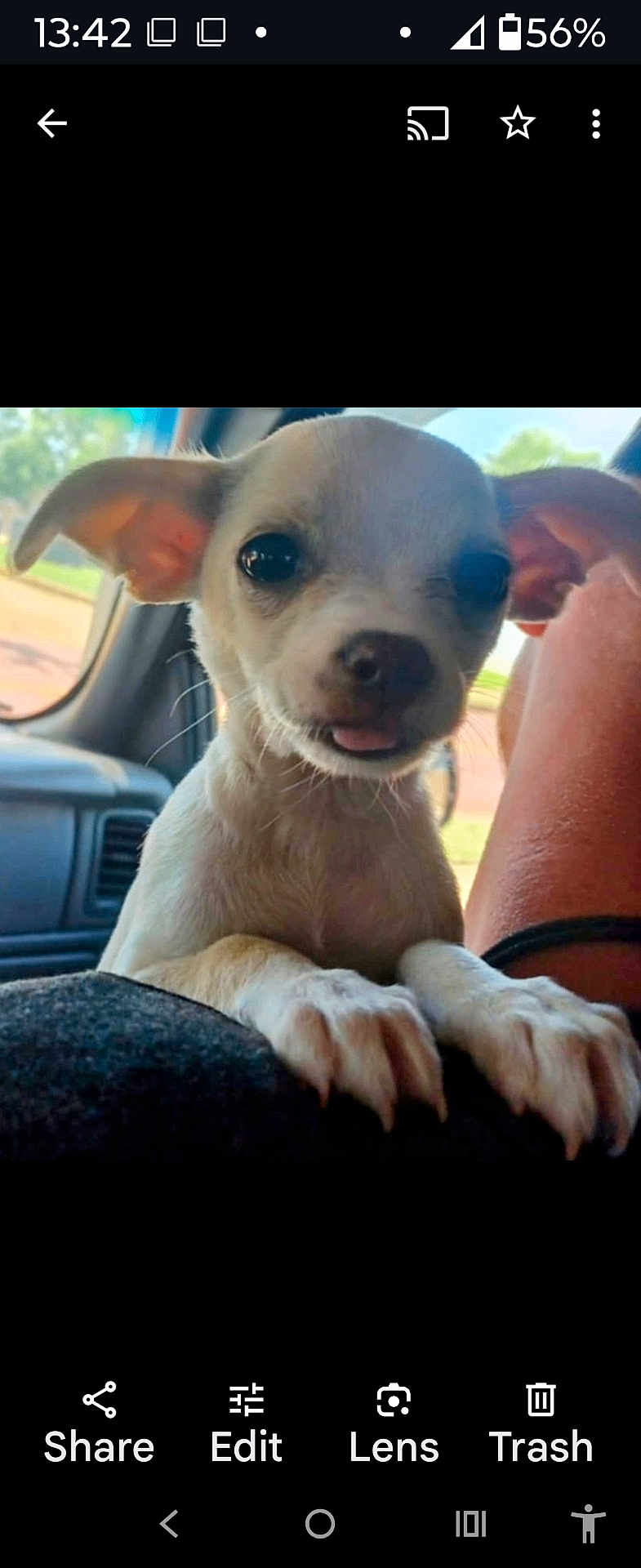 Sir Charles Earp joined the competition — help win amazing prizes! puppy, dog, animal, pet, cute, small_dog, car_interior, ears, tongue, closeup, portrait, window, outdoor, blurred_background, paw, nose, whiskers, light, shadow, curious