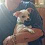 Sir Charles Earp is registered to the contest to win money with this photo: arm, bracelets, casual_clothing, close_up, container, dog, green_collar, holding_toy, indoor, kitchen, natural_light, person, pet, relaxed, sitting, small_dog, table, tattoos, toy, white_dog