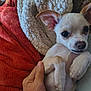 Sir Charles Earp is registered to the contest to win money with this photo: animal, blanket, chihuahua, close_up, comfort, cozy, cute, dog, ears, fur, hand, indoor, lying_down, nose, paw, pet, puppy, resting, small_dog, white_dog