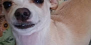 Sir Charles Earp joined the competition — help win amazing prizes! animal, bear_pattern, blanket, canine, close_up, companion, cozy, cute, dog, ears, face, fur, home, indoor, light_fur, pet, resting, small_dog, snout, soft_furnishing