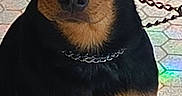 Hadès a rejoint le concours — aidez-le/la à gagner de superbes lots ! alert, animal, black, brown, canine, chain_collar, companion, dog, ears, face, fur, household, indoor, leash, looking, paw, pet, portrait, sitting, tile_floor