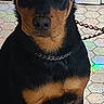 Hadès a rejoint le concours — aidez-le/la à gagner de superbes lots ! dog, black, brown, sitting, chain_collar, leash, tile_floor, indoor, pet, animal, ears, face, fur, paw, looking, alert, canine, companion, household, portrait
