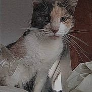 Osiris a rejoint le concours — aidez-le/la à gagner de superbes lots ! alert, animal, calico, cat, clutter, curious, cute, domestic, ears, face, feline, fur, household, indoor, looking_down, mystery, pet, plastic_bag, shelf, whiskers