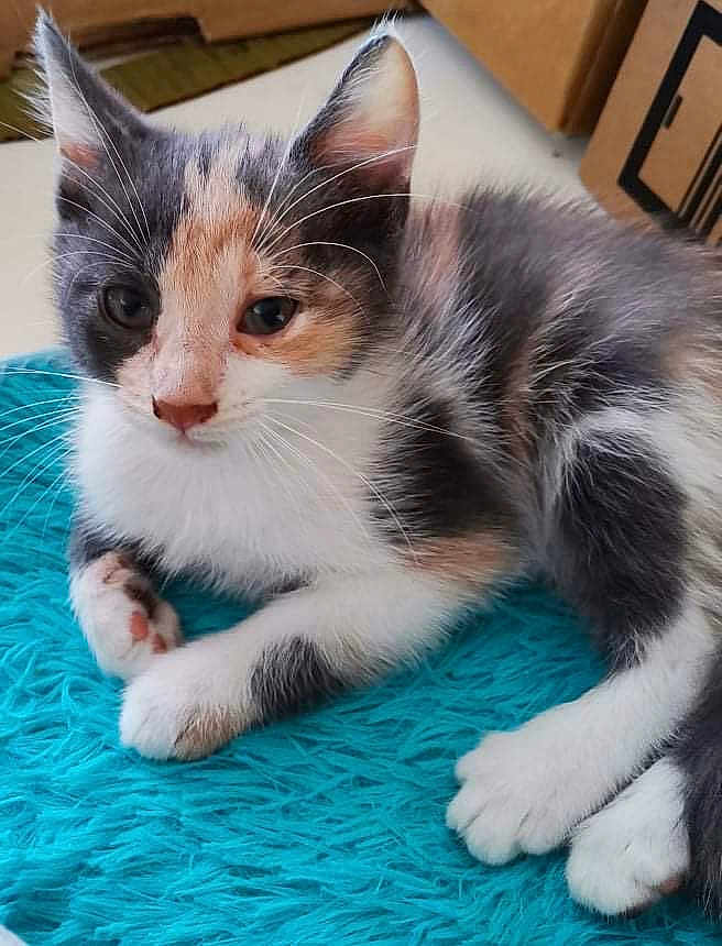 Osiris participe au concours pour gagner de l'argent avec cette photo : animal, blue_rug, calico, cat, closeup, curious, cute, feline, fur, indoor, kitten, paw, pet, relaxed, resting, small, soft_light, texture, whiskers, young