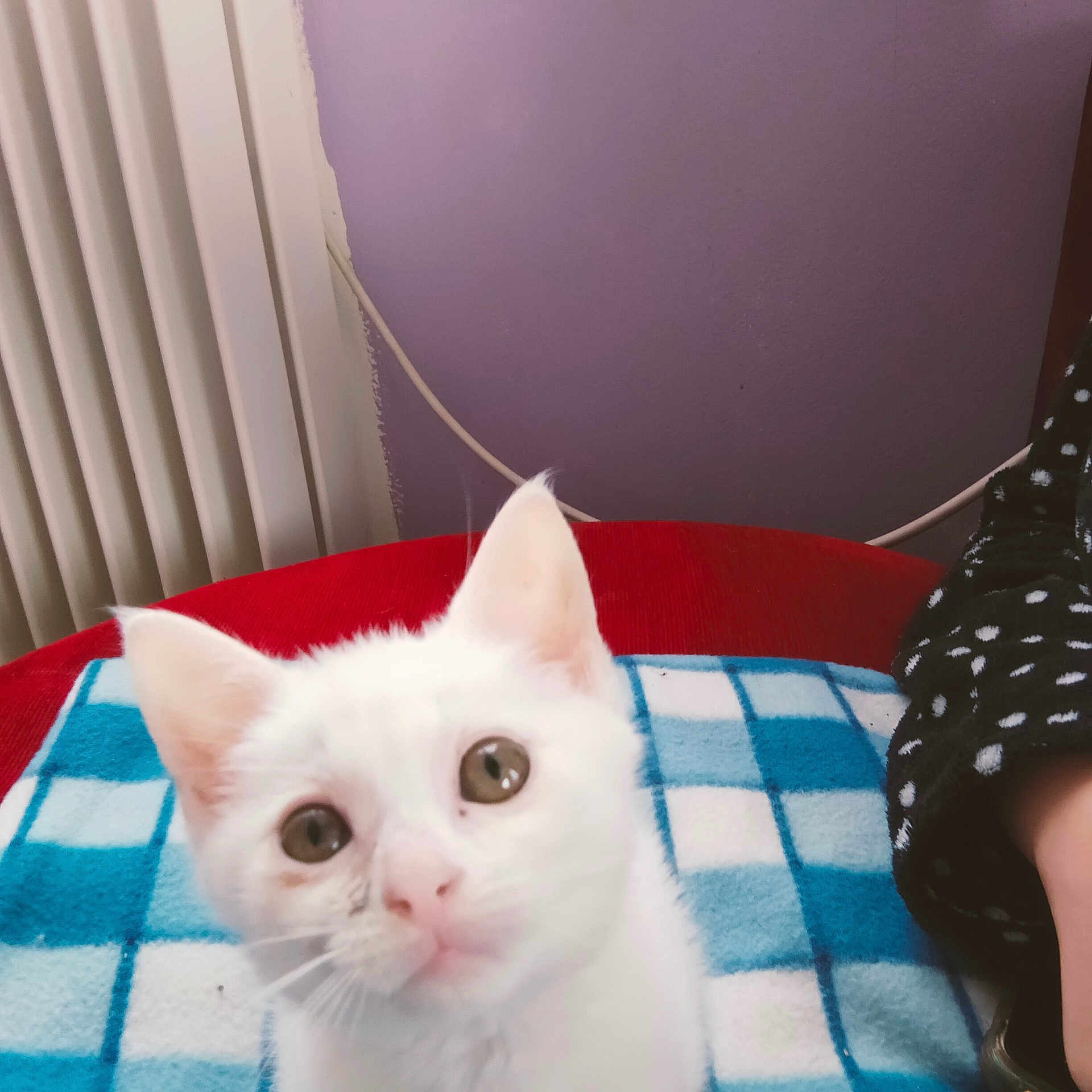 Mowgly a rejoint le concours — aidez-le/la à gagner de superbes lots ! kitten, cat, white_cat, blanket, checkered_pattern, red_surface, purple_wall, radiator, curious, pet, indoor, close_up, feline, fur, whiskers, ears, eyes, cozy, polka_dots, sleeve