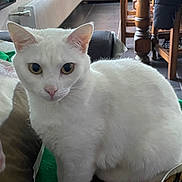 Mowgly a rejoint le concours — aidez-le/la à gagner de superbes lots ! cat, white_cat, indoor, furniture, blanket, wooden_chair, wooden_table, floor, radiator, curious, pet, animal, cozy, domestic, mammal, whiskers, ears, eyes, sitting, household
