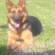 Cheyenne participe au concours pour gagner de l'argent avec cette photo : dog, german_shepherd, grass, outdoor, pet, animal, canine, tongue_out, laying_down, nature, fur, ears, happy, sunlight, greenery, muzzle, domestic_animal, resting, paw, blurred