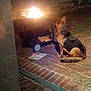 dog, fire, grill, brick_patio, night, outdoor, pet, animal, flame, canine, sitting, back_view, paper, glow, warm_light, dark, quiet, evening, watching, relaxing
