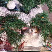 Sherkan participe au concours pour gagner de l'argent avec cette photo : cat, christmas_tree, pine_branches, white_garland, ornament, glass_table, indoor, holiday_decor, pet, curious, white_fur, orange_fur, animal, festive, cozy, decorations, relaxed, table_leg, floor, closeup